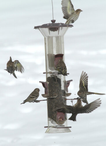 A winter finch report for 2024-2025